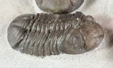 Wide Austerops Trilobite Mortality Plate - Jorf #58934-3